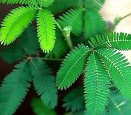 ไมยราบ (Sleeping plant) คละสี / 30 เม็ด (นอก)