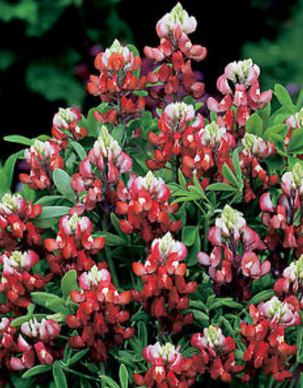 บลูบอนเน็ต มารูน เรด (Bluebonnet - Maroon Red) / 50 เม็ด (USA)