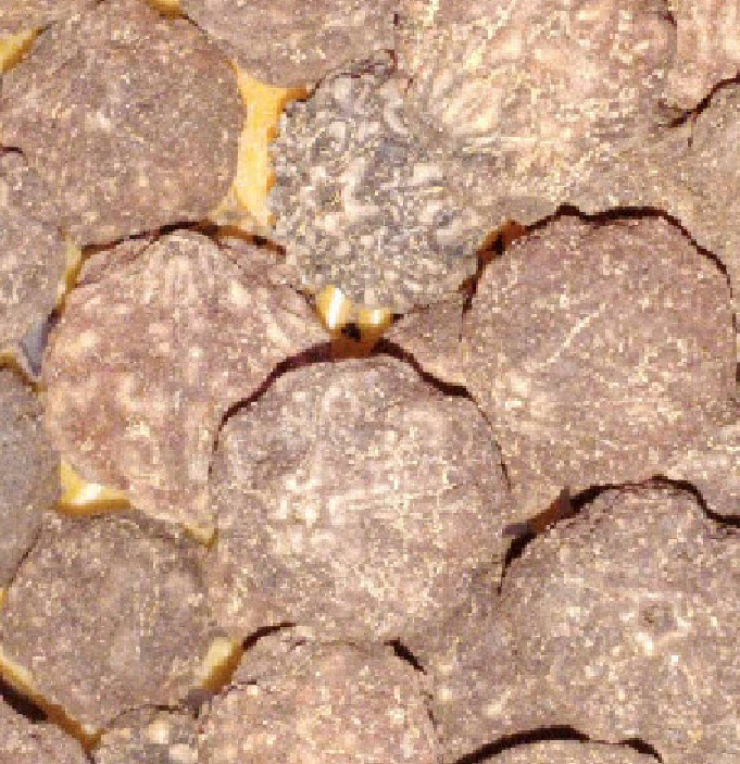 เมล็ดพันธุ์ ต้นน้ำตาพระศิวะ รุทรักษะ จากต้นแม่ในไทย Rudraksha สำหรับเพาะต้นกล้า / 10 เม็ด