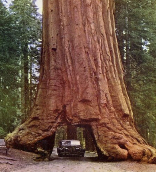 สนยักษ์ซีคัวญ่า (S. Giganteum) / 20 เม็ด (UK)*