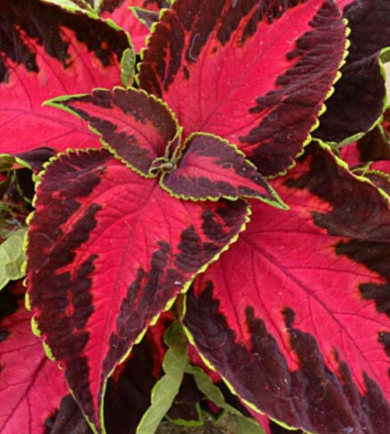 ฤาษีผสมแฟนซี (Rainbow Coleus) คละ / 250 เม็ด (France)*