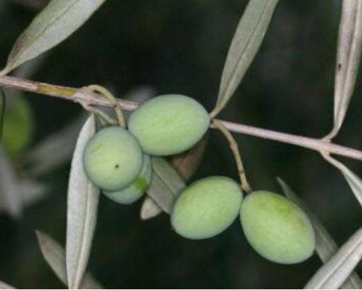 มะกอกโอลีฟ (common Europe Olive) / 5 เม็ด (Portugal)