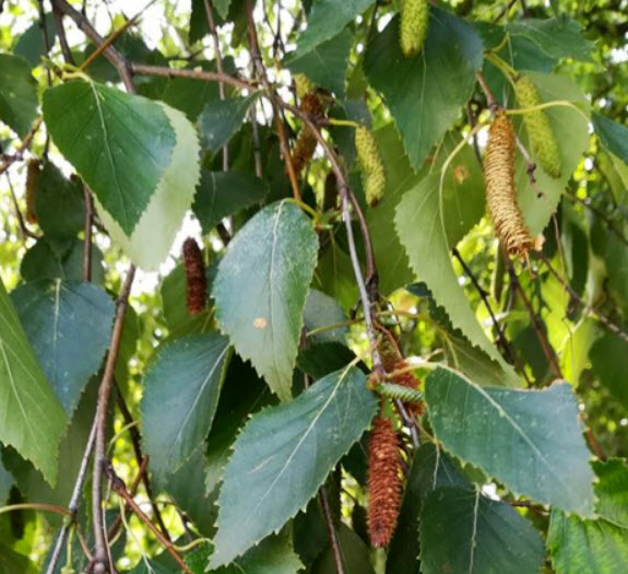 ซิลเวอร์ เบิร์ช (Silver Birch) / แพ็คใหญ่ 300 เม็ด (Spain)
