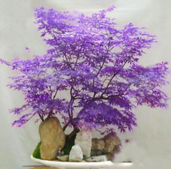 เมเปิ้ลบอนไซ (Maple Bonsai - ACER) สีม่วง / 20 เม็ด
