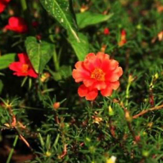 คุณนายตื่นสาย (Portulaca) สีแดง / ซอง 200 เม็ด (A041)