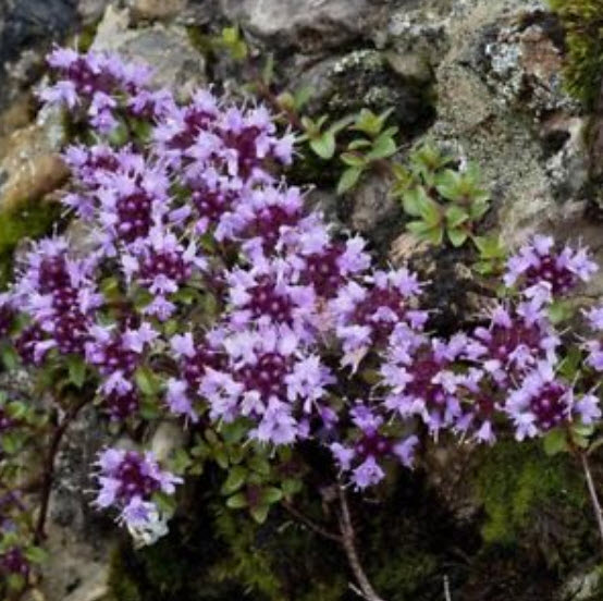 ไทม์เลื้อย (creeping thyme) / 100 เม็ด (S057)