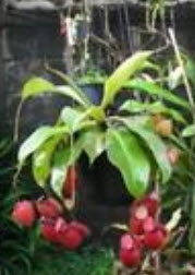 หม้อข้าวฯ แอปเปิ้ล (Apple Nepenthes) / 50 เม็ด (หายาก)