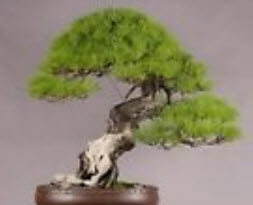 สนแดงญี่ปุ่น (Japanese Red Pine) / 10 เม็ด (Spain)