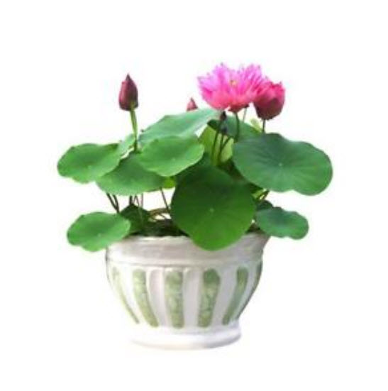 บัวอ่าง (bowl lotus) คละสี / 10 เม็ด (นอก)
