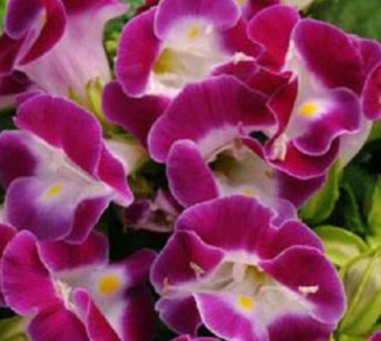 แววมยุรา คาวาอิ (Torenia - Kauai) สีมาเจนต้า / 25 เม็ด (USA)
