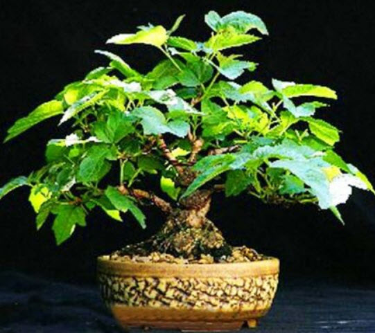 กิลเดอร์ โรส (Guelder Rose / Viburnum opulus) บอนไซ / 50 เม็ด (UK)