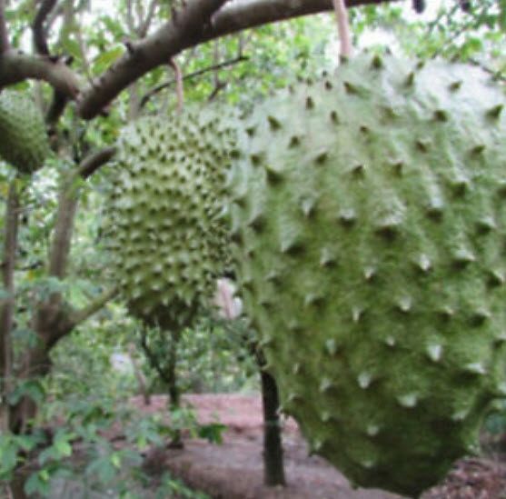 ทุเรียนเทศ (Soursop) / 20 เม็ด (China)
