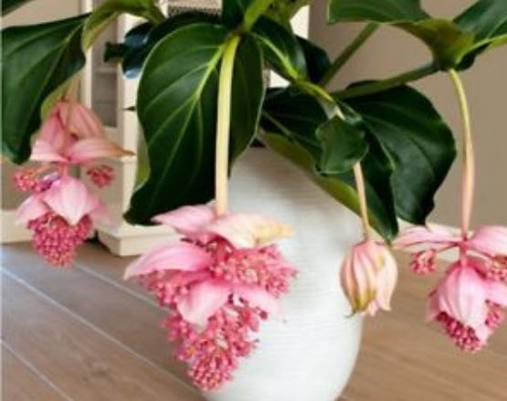 สร้อยระย้า (Medinilla Magnifica) / 50 เม็ด (นอก)