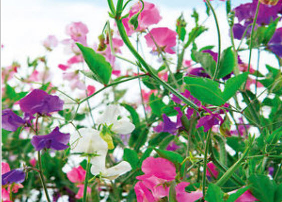 สวีทพี นีไฮ (Sweet Pea Knee High) คละ / 25 เม็ด (USA)