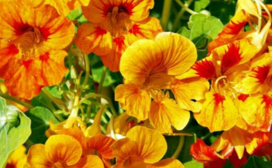 แนสเตอเตียม เอ้าท์ออฟอัฟริกา (Nasturtium - Out of Africa) คละ / 80 เม็ด (UK)