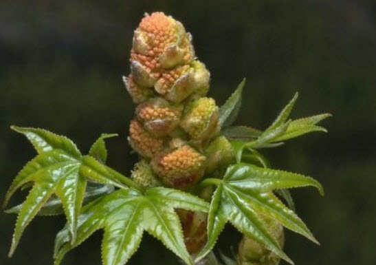 อเมริกัน สวีทกัม (American Sweetgum) / 50 เม็ด (UK)