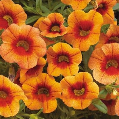 คาลิบราโคว์ - แอปริคอท พั้นช์ (Calibrachoa - Apricot Punch) / 200 เม็ด