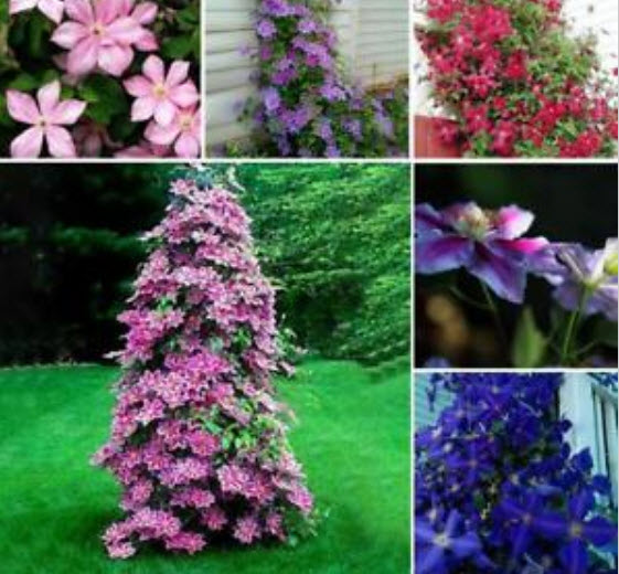 เคล็มแมททิส (Clematis) คละ / 100 เม็ด