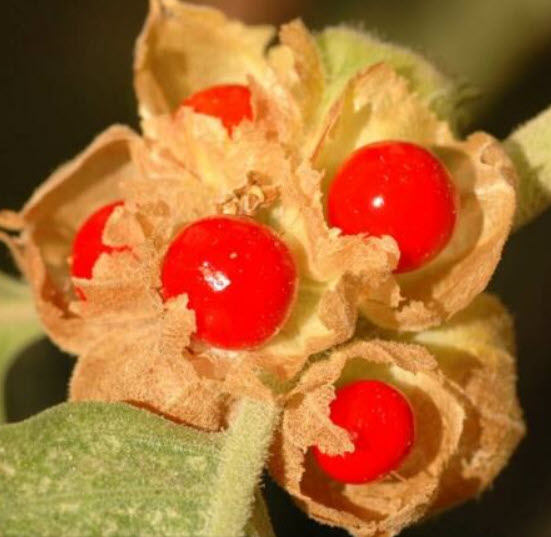 โสมอินเดีย (Indian Ginseng) / 100 เม็ด (India) *