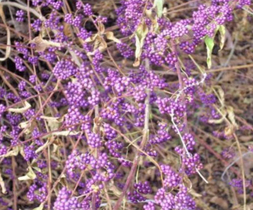 อเมริกันบิวตี้เบอรี่ (America Beauty Berry) / 10 เม็ด (USA)