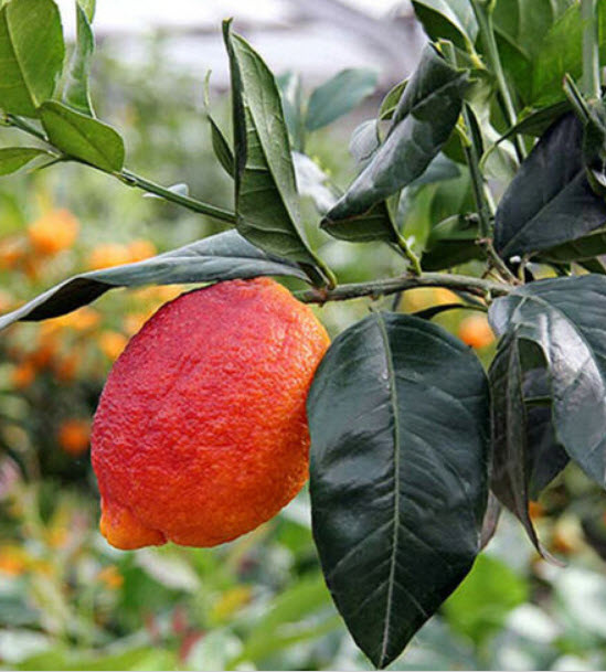เลม่อนแดง (Red Lemon / Blood Orange) / 10 เม็ด (Vietnam)