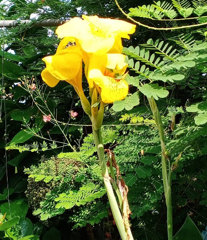 พุทธรักษา สีเหลือง ลายในดอกสีส้ม สวยมาก / 10 เม็ด (P2S)