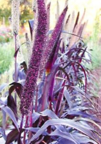 หญ้าหางหมาสีม่วง (Purple Majesty Millet) / 25 เม็ด