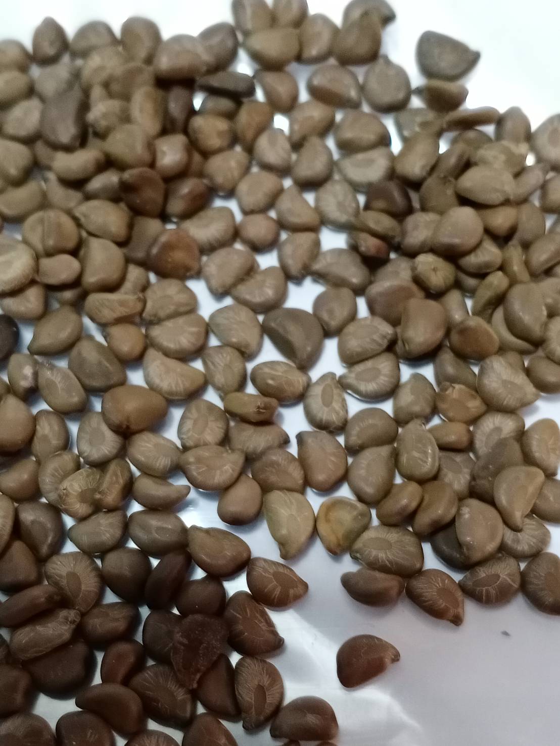 ขี้เหล็ก ขี้เหล็กไทย ขี้เหล็กบ้าน / 200 เมล็ด