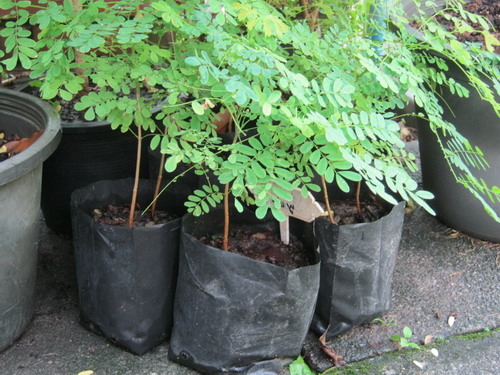 ต้นหางนกยูงไทย สีส้ม เพาะเมล็ด สูง 20-40 ซ.ม. กระถาง 6 นิ้ว / ต้น