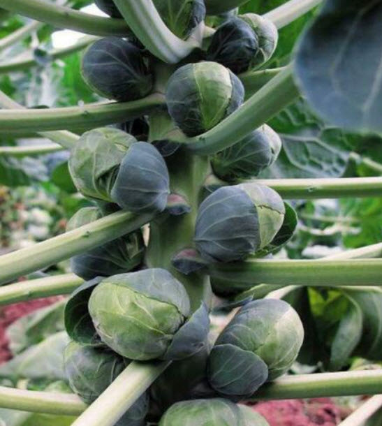 กะหล่ำดาว (Brussels Sprouts) / 200 เม็ด (นอก)