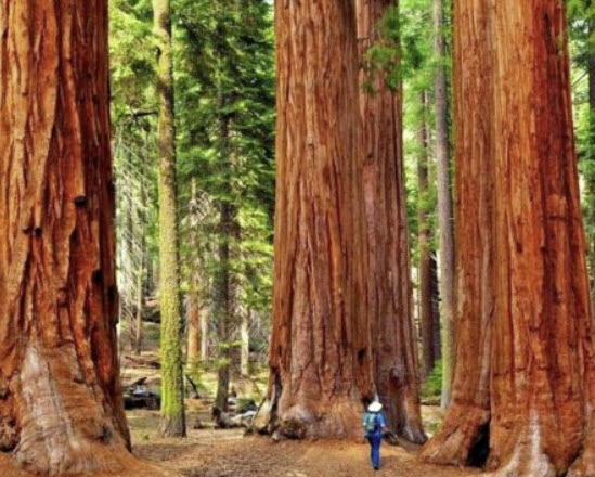 สนยักษ์ซีคัวญ่า (Giant Sequoia Redwood / S. giganteum) / 20 เม็ด (USA)
