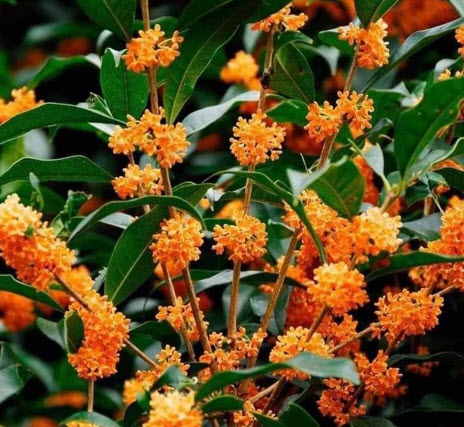 ต้น หอมหมื่นลี้ ดอกสีส้ม หายาก สูง 30-50 ซ.ม.