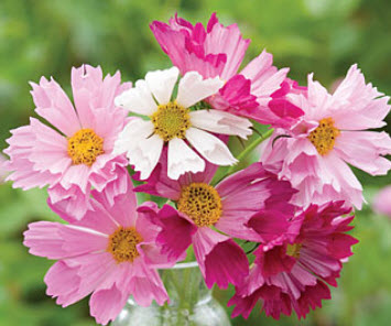 ดาวกระจาย ซี เชลล์ (Cosmos Sea Shells) / 100 เม็ด