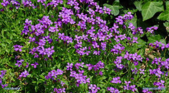 มันนี่ แพล้นท์ (Money Plant) / ซิลเวอร์ ดอลล่าร์ (Silver Dollar) / 50 เม็ด (USA)