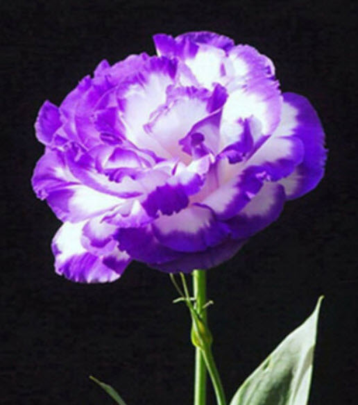 ไลซิแอนทัส (Lisianthus) สีม่วงซ้อนแซมขาว / 50 เม็ด (China)