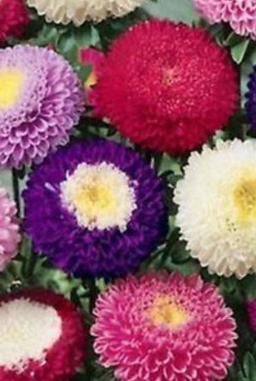 แอสเตอร์ พอมพอนน่า (Aster Pomponna) คละ / 200 เม็ด (Ukraine)
