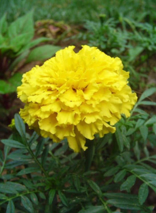 ดาวเรืองฝรั่งเศส สีเหลือง /ซอง 50 เม็ด (A005)