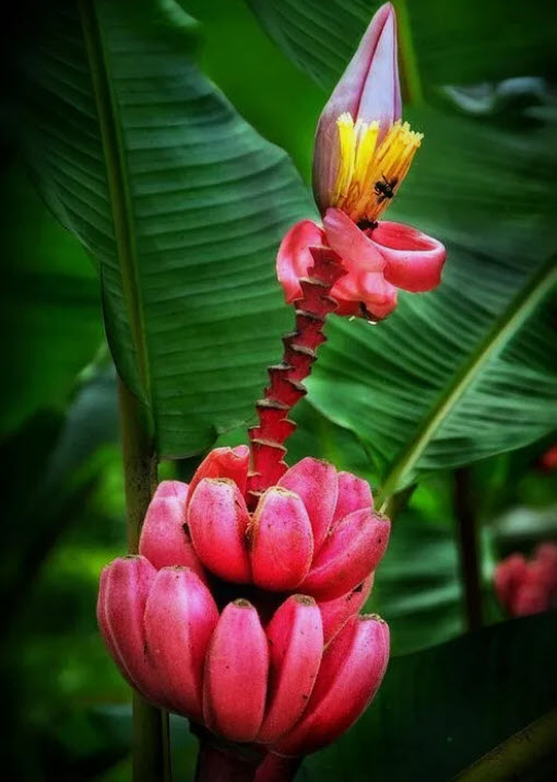 กล้วยรุ่งอรุณ หรือกล้วยดอกบัวอัสสัม (Musa Velutina) / 5 เม็ด (Portugal)