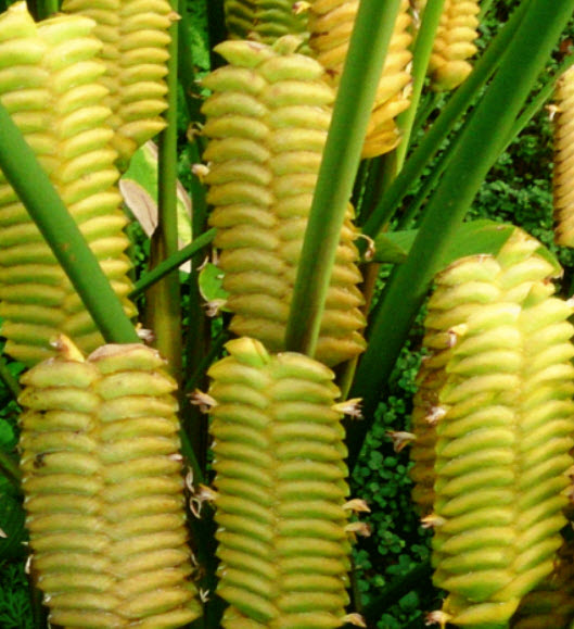 คล้าตะขาบทอง (Yellow Rattleshaker) / 5 เม็ด (Portugal)