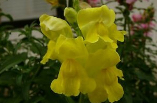 ดอกลิ้นมังกร (Snapdragon) ดอกใหญ่ สีเหลือง ต้นสูง / 2,000 เม็ด (Ukraine)