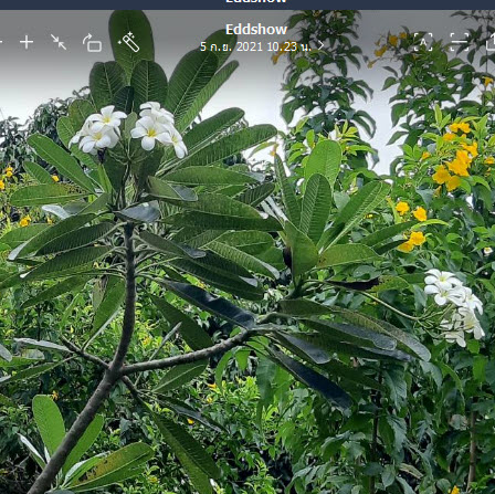 ต้นลีลาวดี สีขาว กระถาง 10 นิ้ว สูง 70-100 ซ.ม. / ต้น