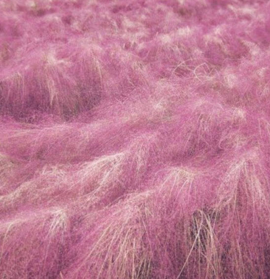 หญ้ามูลี่ชมพู/แดง (Pink/Red Muhly Grass) / 100 เม็ด (Mongolia)