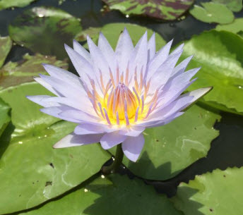 บัวผันไทยลูกผสม หรือบัวสี (water Lily) สีม่วง / ซอง