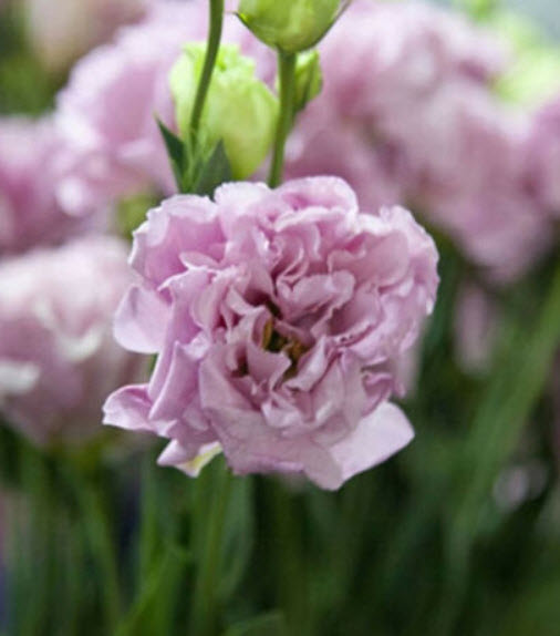 ไลซิแอนทัส (Lisianthus) สีชมพู / 50 เม็ด