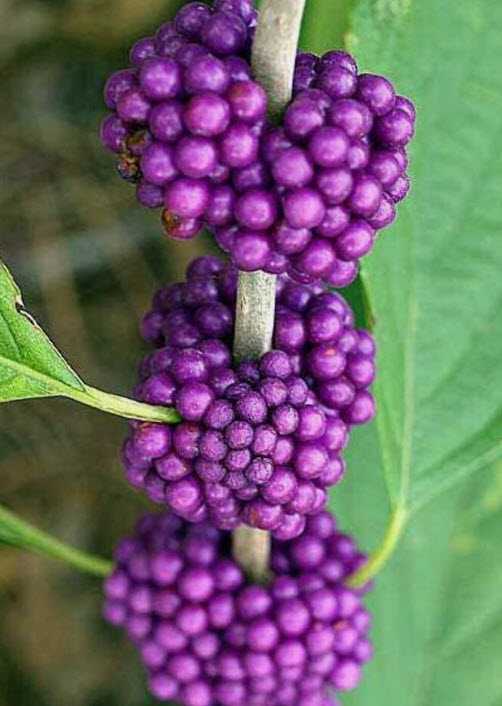 ต้น บิวตี้เบอรี่ beautyberry / ราชาไข่มุก กระถาง 10 นิ้ว