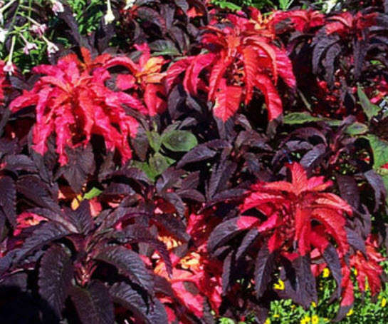 ผักโขมแดง (Amaranthus tricolor) / 650 เม็ด (UK)
