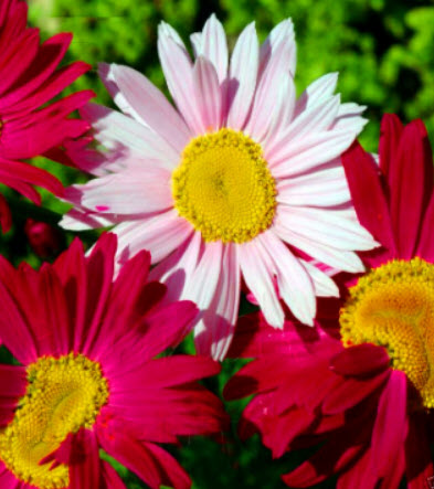 ไพรีธัม (Pyrethrum Robinson / C. Coccineum) คละสี / 140 เม็ด ดอกไม้ไล่แมลงและยุง