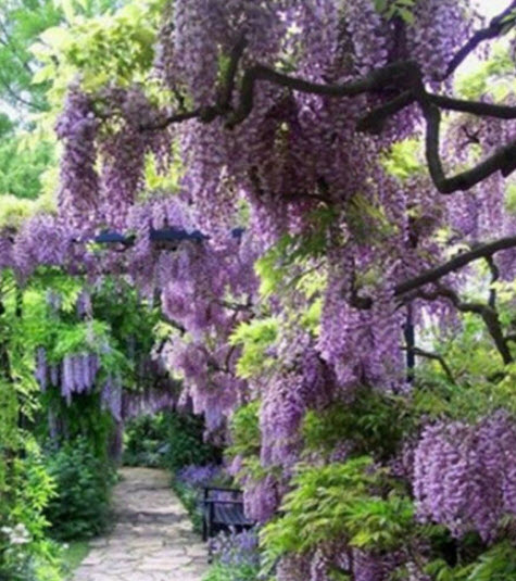ต้นวิสทีเรีย (Wisteria) วิสเทียเรีย วีสเตียเรีย กระถาง 10 นิ้ว ไม้เถาเลื้อย