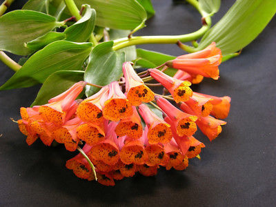 อัลสโตรมีเลียเลื้อย (Climbing Alstroemeria) / 5 เม็ด (Australia)