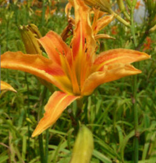เดย์ลิลี่ (Daylily) สีส้ม / 50 เม็ด (China)